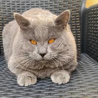 Gatto di razza Certosino, 3 anni, pedigree ANFI