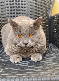 Gatto di razza Certosino, 3 anni, pedigree ANFI