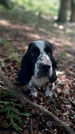 Cane da tartufo