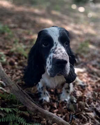 Cane da tartufo