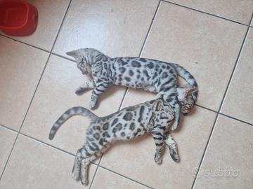 Cuccioli di Bengala