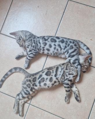 Cuccioli di Bengala