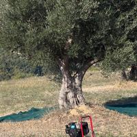 Piante di ulivo