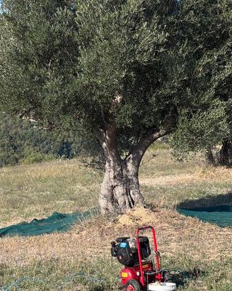 Piante di ulivo