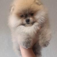 Pomeranai Spitz Toy nano