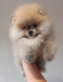Pomeranai Spitz Toy nano