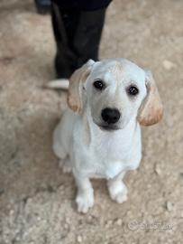 Tamara, tundra, titus, bobby, tara e elfi