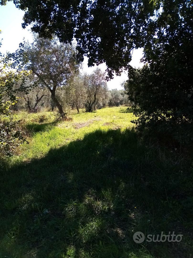 Oliveto con magazzino - Vista 2