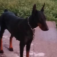 Dobermann
