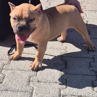 American bully pocket