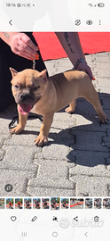 American bully pocket