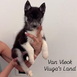 Siberian Husky cucciolo pedigree Enci FCI