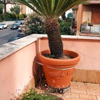 Cycas Revoluta di 25 anni