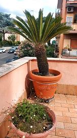 Cycas Revoluta di 25 anni