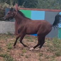 Puledro arabo egiziano