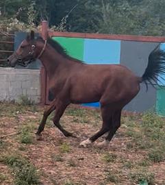 Puledro arabo egiziano