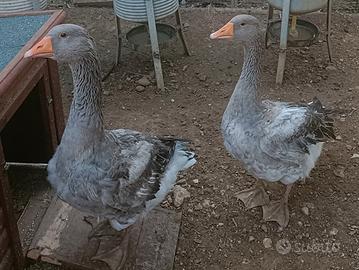 Oche di Tolosa splendide