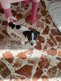 Cucciolo di Jack russell