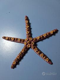 Stella marina Capodimonte da collezione 