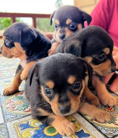 Cuccioli di Pinscher-Chihuahua