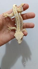 Ciliatus / Geco Crestato ID: GO