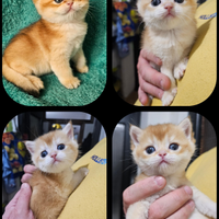 3 meravigliosi cuccioli maschi british shorthair