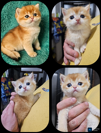 3 meravigliosi cuccioli maschi british shorthair