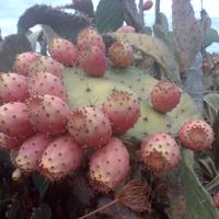 Pale di fico d' india "figu morisca"