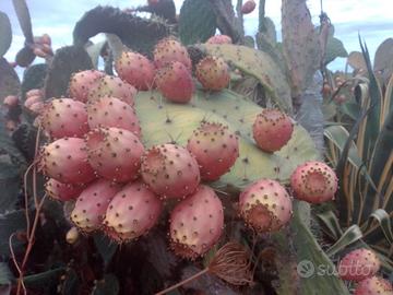 Pale di fico d' india "figu morisca"