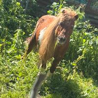 Pony dolcissimo