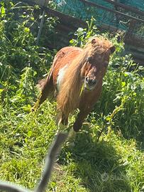 Pony dolcissimo