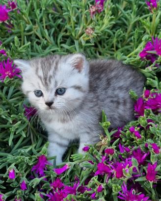 Gatto scottish fold e straight gattini adorabili