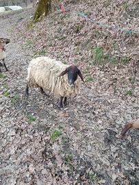 Pecore
