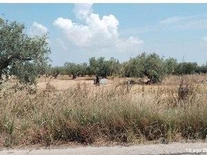 Tribunale di Marsala - RG 66/2025 Terreno in asta - Vista 3