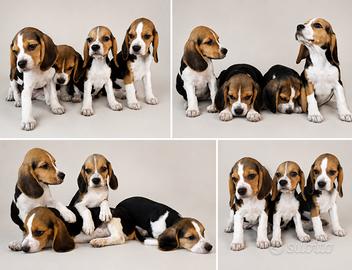 Beagle elisabeth
