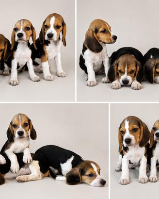 Beagle elisabeth