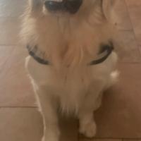 Golden Retriever per accoppiamento