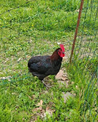 Gallo Marans