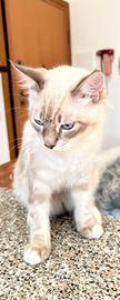 Cuccioli ragdoll 5 mesi disponibili