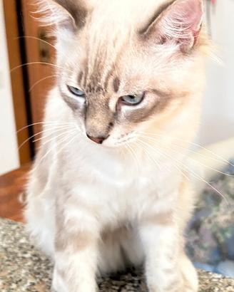 Cuccioli ragdoll 5 mesi disponibili