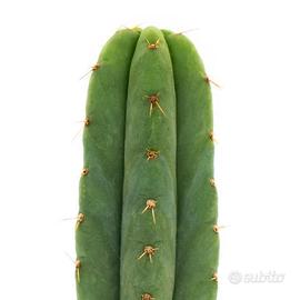 Trichocereus Pachanoi - "San Pedro" cactus