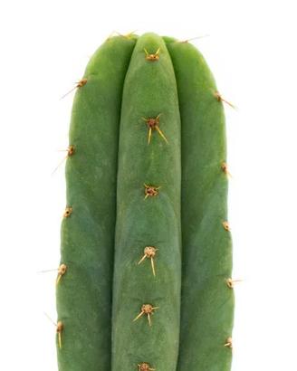 Trichocereus Pachanoi - "San Pedro" cactus