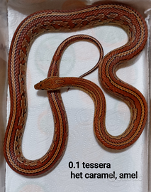 Femmina serpente del grano