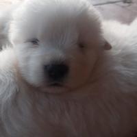 Disponibili cuccioli pastore Maremmano Abruzzese