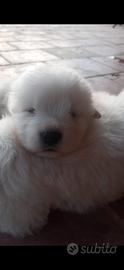 Disponibili cuccioli pastore Maremmano Abruzzese