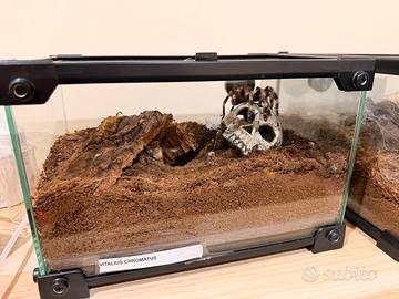 Ragno tarantola vitalius chromatus ex nhandu