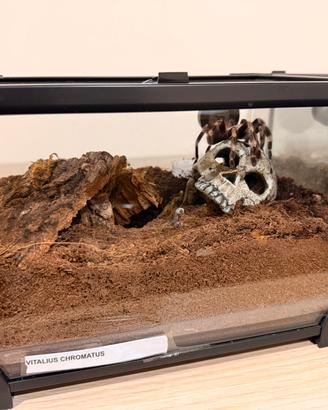 Ragno tarantola vitalius chromatus ex nhandu