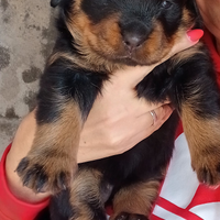Cuccioli Rottwailer con Pedigree