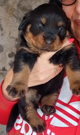 Cuccioli Rottwailer con Pedigree