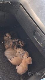 4 gattini piccoli di quasi un mese